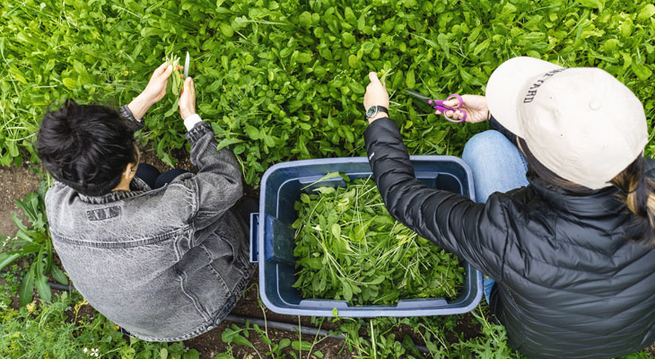 Students harvesting greens at UW farm